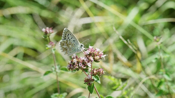 vlcsnap-2026-06-17-20h11m24s508.jpg.918f54af92aa81e10ed9de42917b33ea.jpg