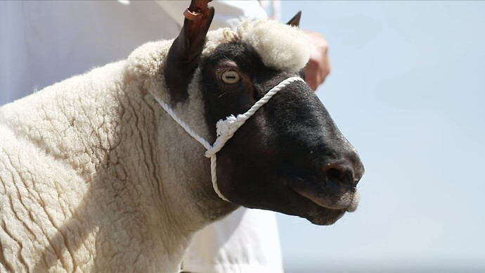 Royal Welsh Show ENC 1_20260723221142