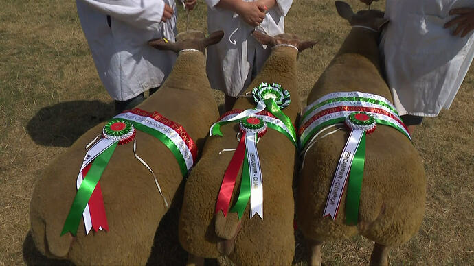 Royal Welsh Show ENC 1_20260723220809